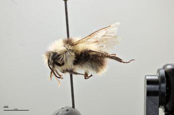 Media type: image;   Entomology 810697 Aspect: habitus lateral view
